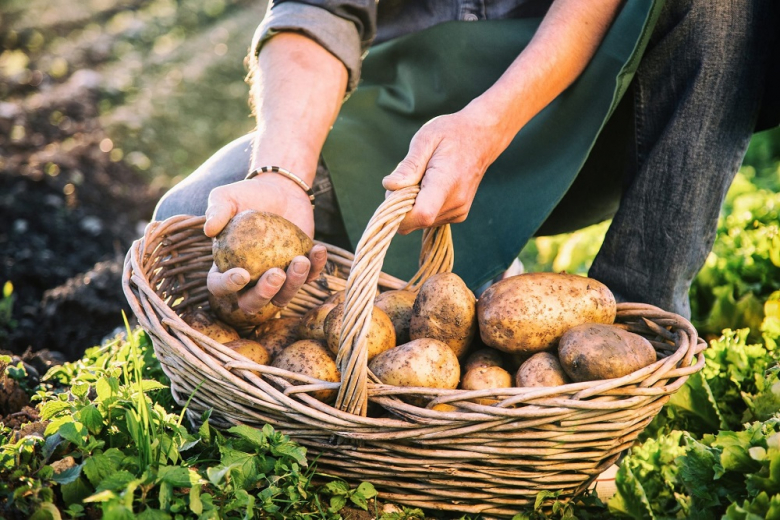 Аграрии могут пустить нереализованный картофель на семена